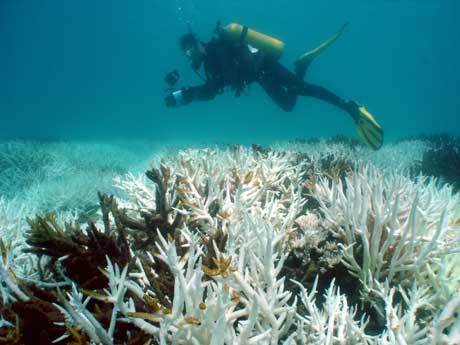 Krabi diving